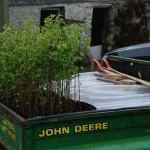 140 downy birches ready to plant